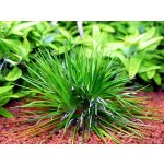 Eriocaulon cinereum – Zbozi.Blesk.cz