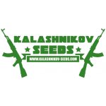 Kalashnikov Seeds Purple Mazar Auto semena neobsahují THC 3 ks – Sleviste.cz