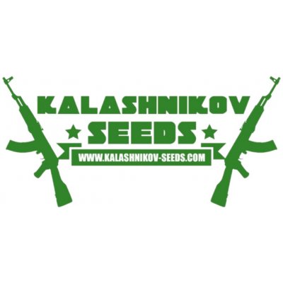 Kalashnikov Seeds Kabul Express semena neobsahují THC 3 ks – Zbozi.Blesk.cz