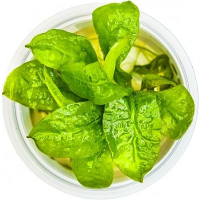 Echinodorus Grisebachii - Šípatkovec malokvětý – Hledejceny.cz