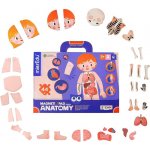 MierEdu magnetická tabulka Lidské tělo – Hledejceny.cz