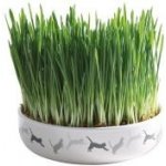 Trixie keramická miska na trávu pro kočky 15 x 4 cm – Zboží Dáma