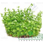 Bacopa monnieri - Bakopa drobnolistá – Zboží Mobilmania