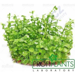 Bacopa monnieri - Bakopa drobnolistá