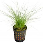 Eleocharis acicularis – Zboží Dáma