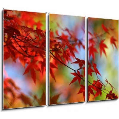Obraz 3D třídílný - 105 x 70 cm - japanese red maple in autumn japonský červený javor na podzim