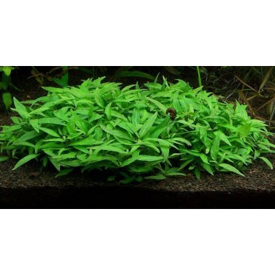 Staurogyne Porto Vehlo 5,5 cm – Zboží Mobilmania