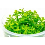 Ammania sp. Bonsai – Sleviste.cz