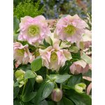 Čemeřice 'Double Ellen Pink' 1 ks – Sleviste.cz