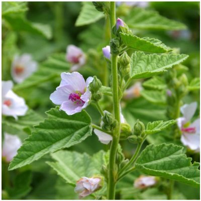 Proskurník lékařský - Althaea officinalis - semena proskurníku - 18 ks