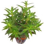 Limnophila aromatica - Bahnatka vonná – Hledejceny.cz