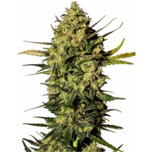 Sensi seeds Master Kush semena neobsahují THC 10 ks