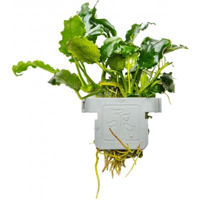 Anubias barteri var. nana Kirin – Zboží Mobilmania
