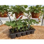 Jahodník 'Mara des Bois' 10 ks v platu zakořeněné převislý – Zboží Dáma