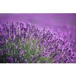 Eoné Lavandin Grosso 20 ml – Hledejceny.cz