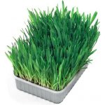 Nobby tráva pro kočky v plastu 100g – Zboží Dáma