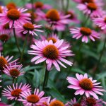 BIO Třapatkovka nachová Echinacea purpurea bio semena třapatkovky 15 ks – Hledejceny.cz
