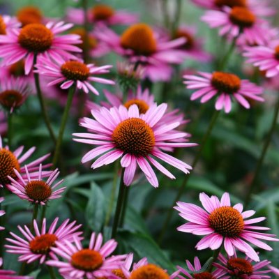 BIO Třapatkovka nachová Echinacea purpurea bio semena třapatkovky 15 ks – Hledejceny.cz