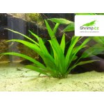 Echinodorus amazonicus - Šípatkovec amazonský – Zboží Dáma