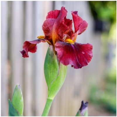 Kosatec Red Zinger - Iris germanica - cibuloviny - 1 ks