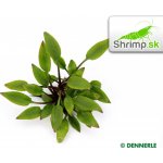 Cryptocoryne lutea Hobbit – Zboží Dáma