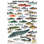 Plakát - Ryby našich vod – Zboží Dáma