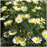 Chryzantéma jedlá - Chrysanthemum coronarium - osivo chryzantémy - 400 ks – Zbozi.Blesk.cz