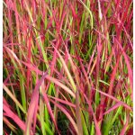 Imperata cylindrica 'Red Baron' – košík 9x9 cm – Zboží Dáma