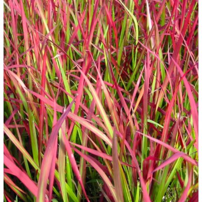 Imperata cylindrica 'Red Baron' – košík 9x9 cm – Zboží Dáma