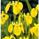 Iris pseudacorus – košík 9x9 cm – Zboží Dáma