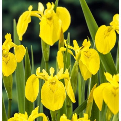 Iris pseudacorus – košík 9x9 cm – Zboží Dáma