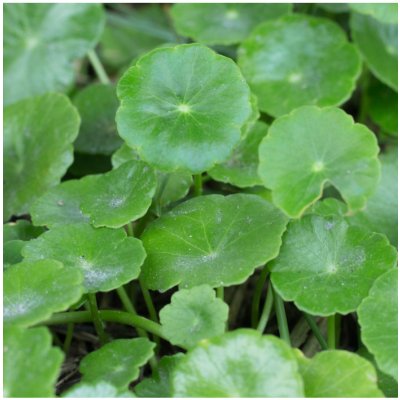 Gotu Kola - Pupečník Asijský - Centella asiatica - osivo goty - 4 ks – Zboží Mobilmania