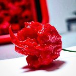 7 Pot Primo – Zboží Mobilmania