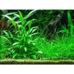 Cryptocoryne x willisii – Hledejceny.cz