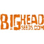 Big Head Seeds Crystal Gelato AUTO semena neobsahují THC 10 ks – Zboží Dáma