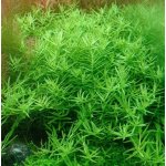 Rotala sp. Green – Zboží Dáma