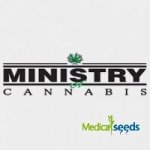 Ministry of Cannabis God's Glue semena neobsahují THC 2 ks – Sleviste.cz