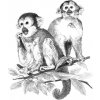 Malování podle čísla Malování SKICOVACÍMI TUŽKAMI Opičky