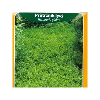 Průtržník lysý – Zboží Dáma