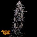 James Loud Genetics Sour Grape Diesel semena neobsahují THC 3 ks – Hledejceny.cz