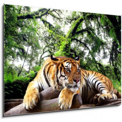 Obraz 1D - 100 x 70 cm - Tiger looking something on the rock in tropical evergreen forest Tygr hledá něco na skále v tropickém stálezeleném lese – Zbozi.Blesk.cz