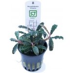 Bucephalandra Kedagang – Zboží Dáma