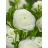 Osivo a semínko Pryskyřník 'Ranunculus white' 3 ks