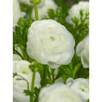 Pryskyřník 'Ranunculus white' 3 ks