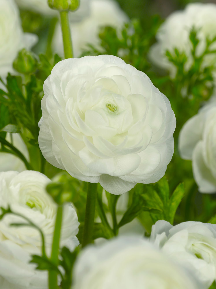 Pryskyřník \'Ranunculus white\' 3 ks