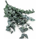 mech-mech.cz Stabilizovaný eukalyptus Blahovičník - zelený – Zbozi.Blesk.cz