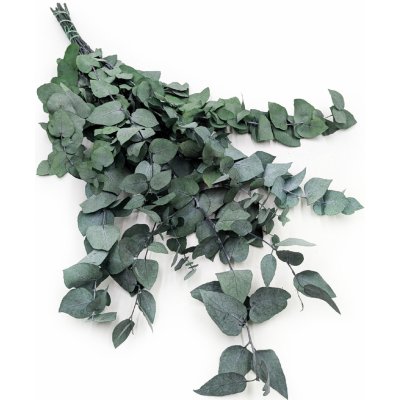 mech-mech.cz Stabilizovaný eukalyptus Blahovičník - zelený – Zbozi.Blesk.cz