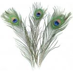 EFCO Peříčka (5ks) paví – Sleviste.cz