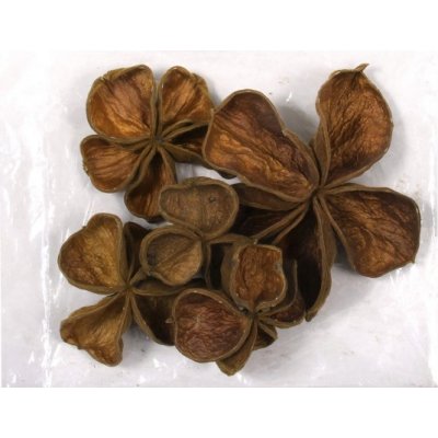 Dekorace sušiny LAND LOTUS přírodní 5ks – Zboží Mobilmania