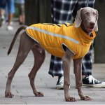 Surtep Animals Zimní bunda voděodolná Paw – Sleviste.cz